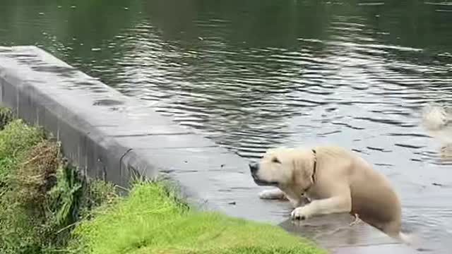 When People Ask if My Dog is Smart (MUST WATCH)