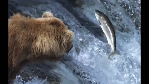 Grizzly Bears Catching Salmon