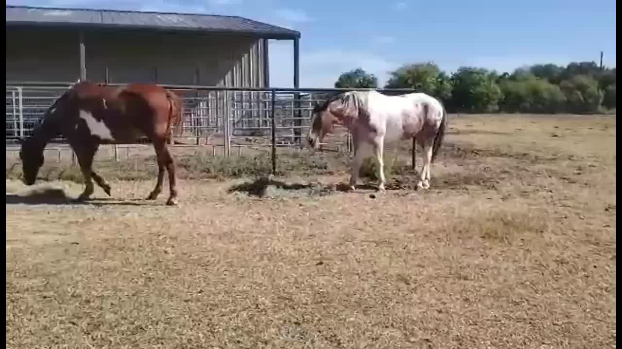 Herd dynamics