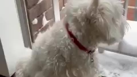 Funny Dog Puppies 😂