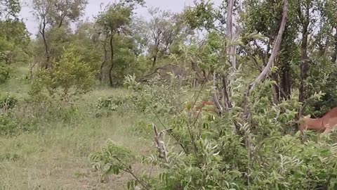 Impala rams fighting