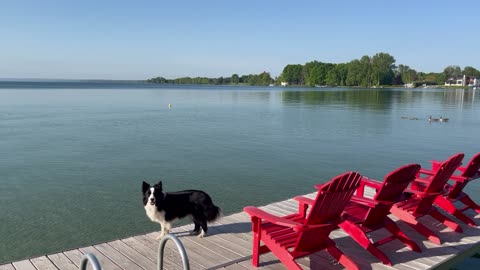 Border Collie keeps Geese off of Dock