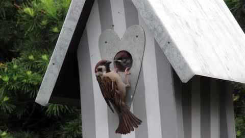 Bird Feeding Bill Animal World Nature Plumage