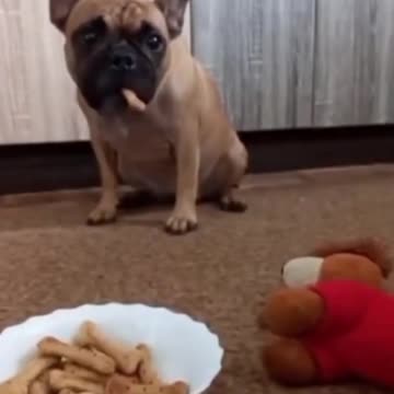 Funny animals videos
