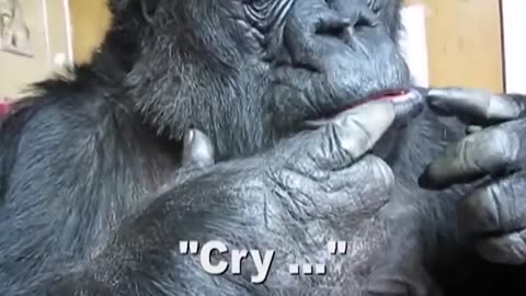 genius animals