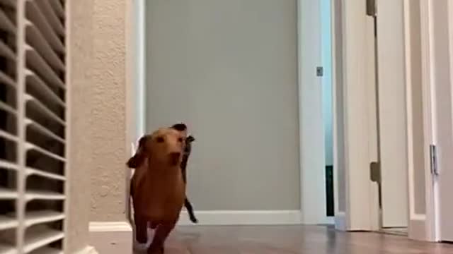 🏃♂️