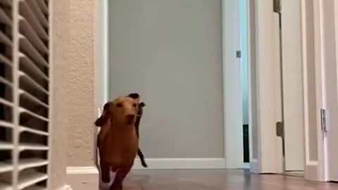 🏃‍♂️