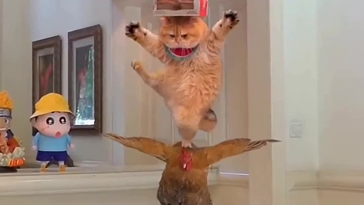 Viral cat & cock amazing funny videos.😁😲😲