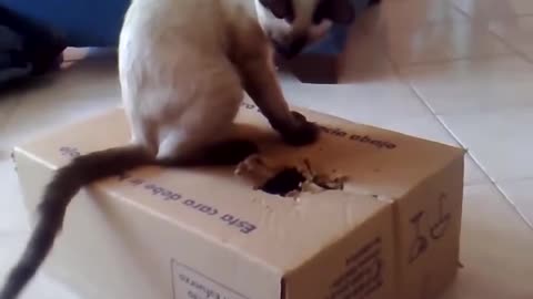 funny cat compilation