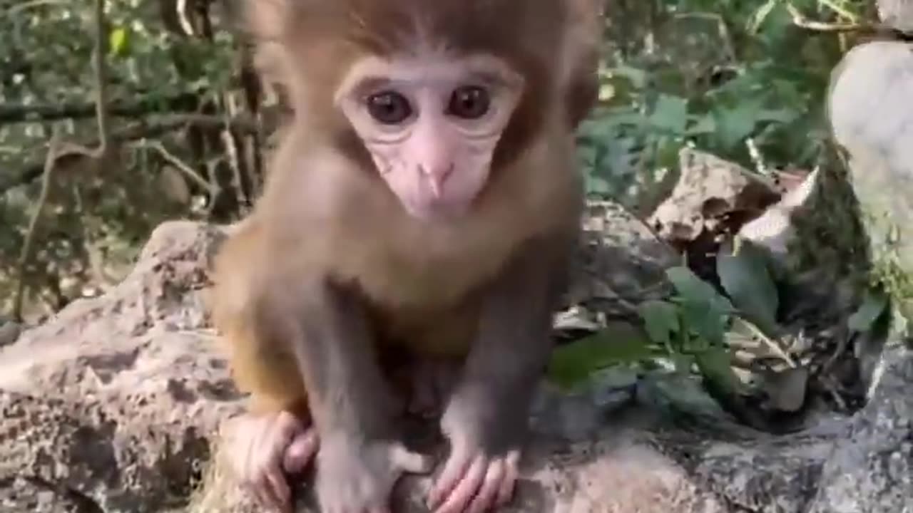 Cute Baby and Pets