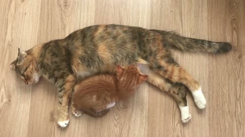 cat feeds a red kitten, close-up