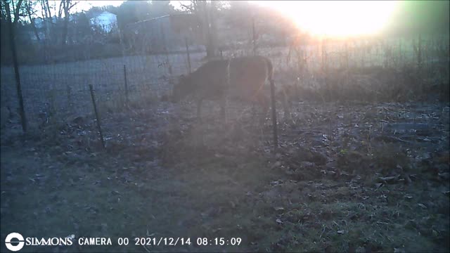 Backyard Trail Cam - Caged Deer or Garden Visitor?