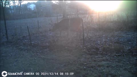 Backyard Trail Cam - Caged Deer or Garden Visitor?