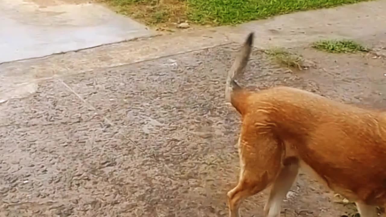 Después de la lluvia, los peludos salen a estirar las patas - Tacuarembó (03/11/2024)