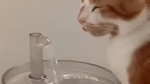 The strange behaviour of cats while drinking water