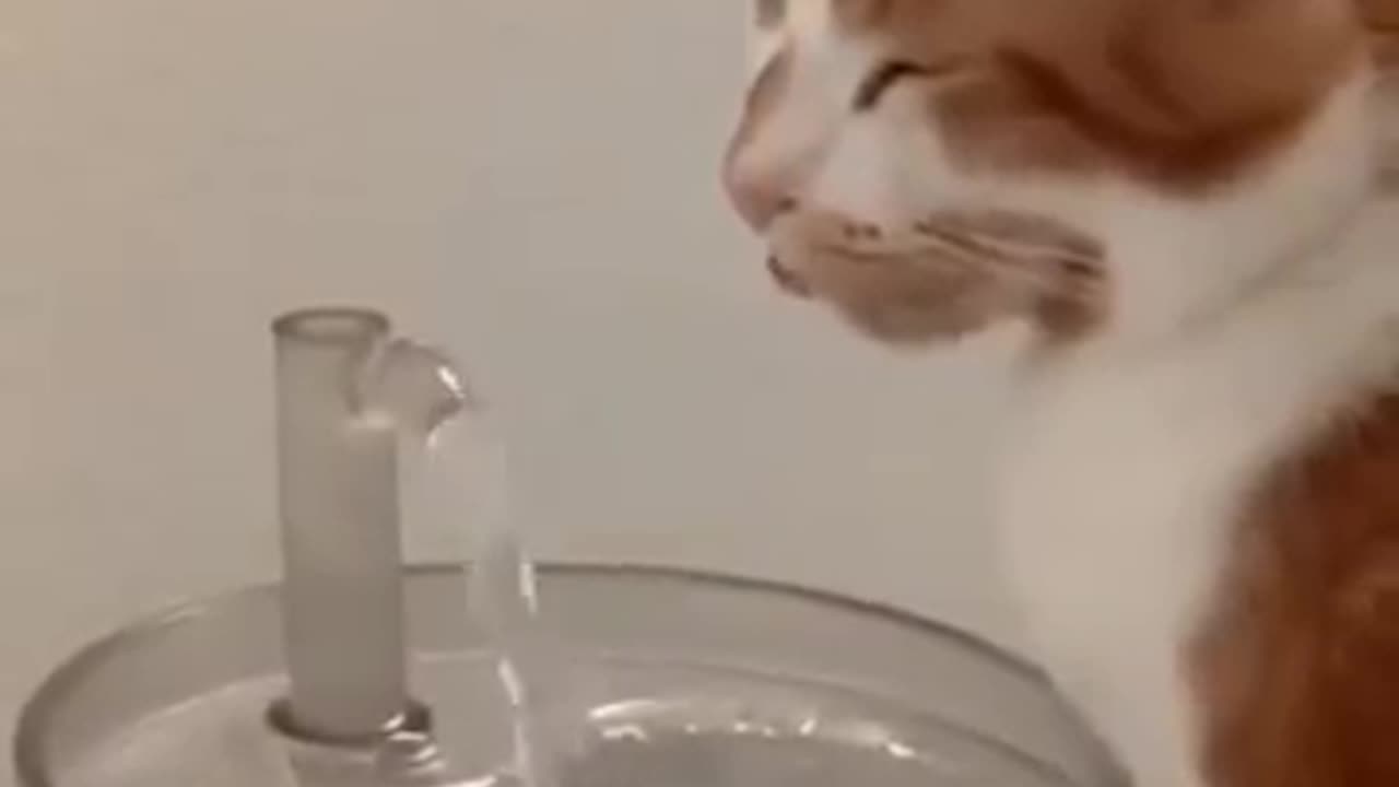 The strange behaviour of cats while drinking water