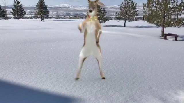 Christmas Compilation of FXGURU Animation filmed in the snow