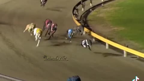 Dogs race video