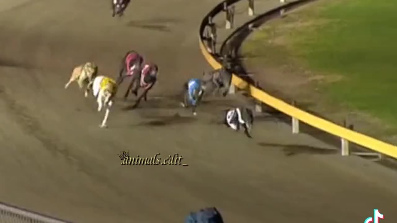 Dogs race video