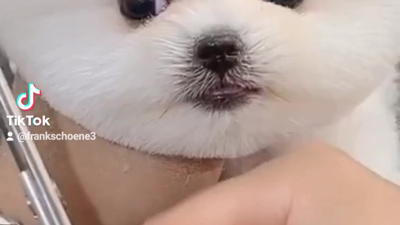 puppy movie