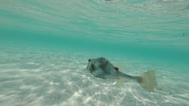 Agressive Spotted Trunkfish stalks swimmer