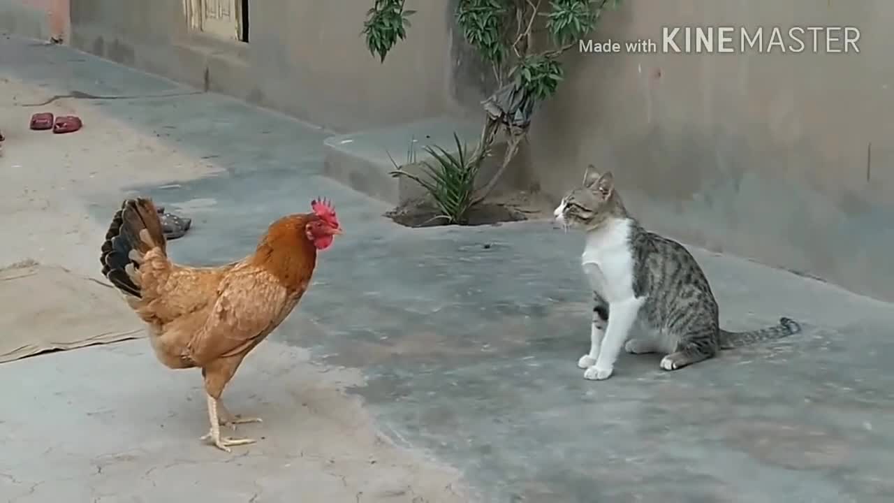 Chicken VS Cat Fights - Funny Fights Video