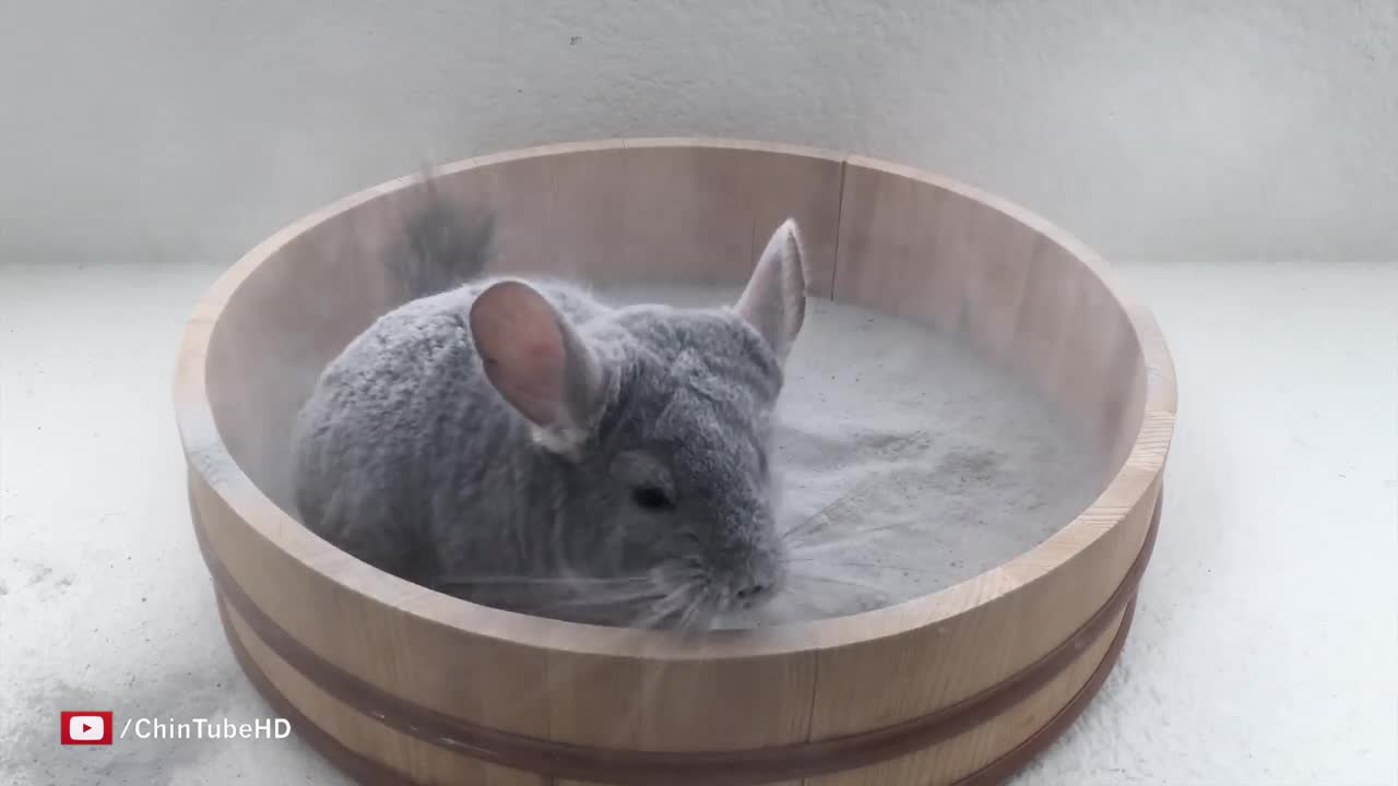 Epic Chinchilla Dust Bath in 4k Ultra High Definition!