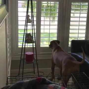 Dog barks at mailman but then she closes the blinds so he won’t see her.
