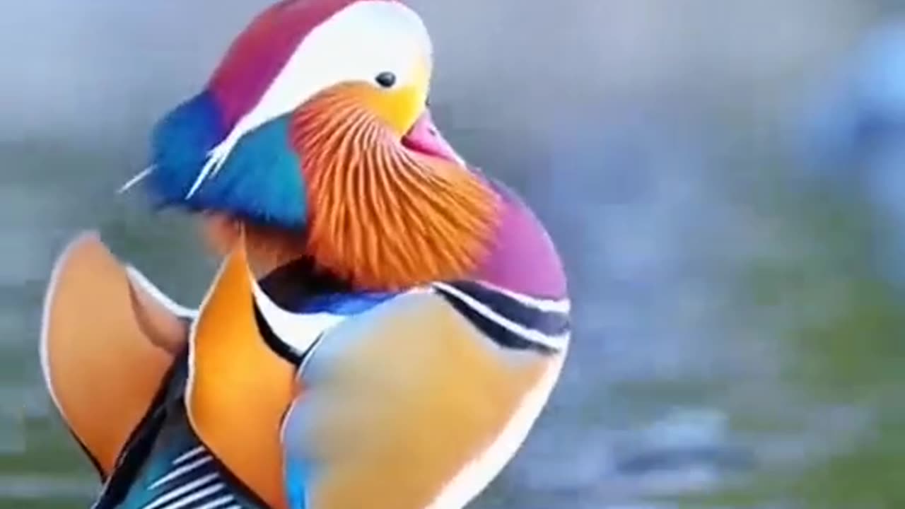 Amazing Bird 🐦🕊️
