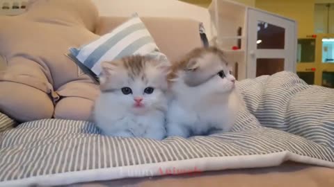 Kitten 🐈 videos