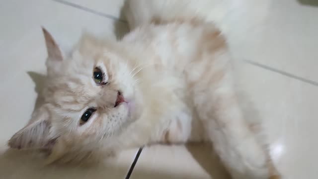 beloved cute persian cat comes home with one eye blinking what happened?