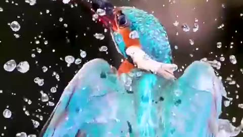 Kingfisher King of Goodtimes