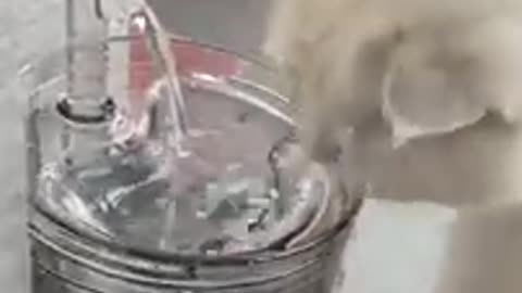Cute_Cats_and_Funny_Animals_Compilation_😹_Try_Not_To_Laugh_Challenge_💚_Cute_Cat_Land(240p)