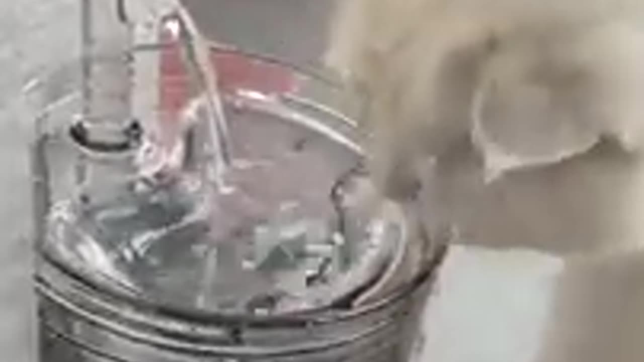 Cute_Cats_and_Funny_Animals_Compilation_😹_Try_Not_To_Laugh_Challenge_💚_Cute_Cat_Land(240p)