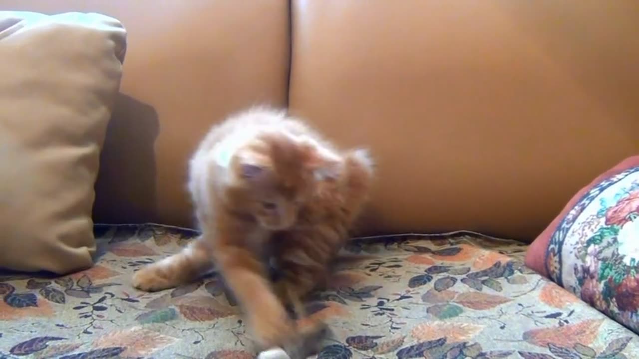 Funny Cat😆🐱playing Alone@Viral🐈