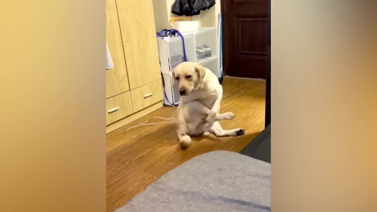 This goat likes to play king of the hill with his friends