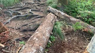 Oregon - Mount Hood - Navigating Forest Debris at 2x Speed!