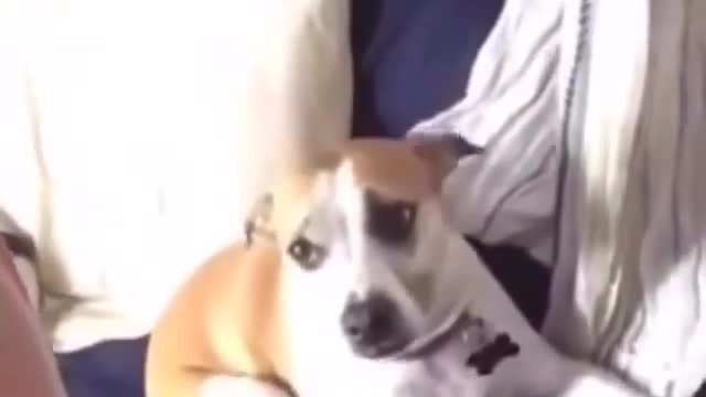 Strange and funny behavior of animals 20