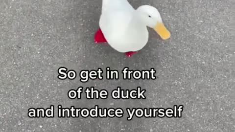 How to Pick Up a Duck