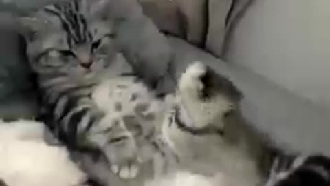 The cat was fall on the bed