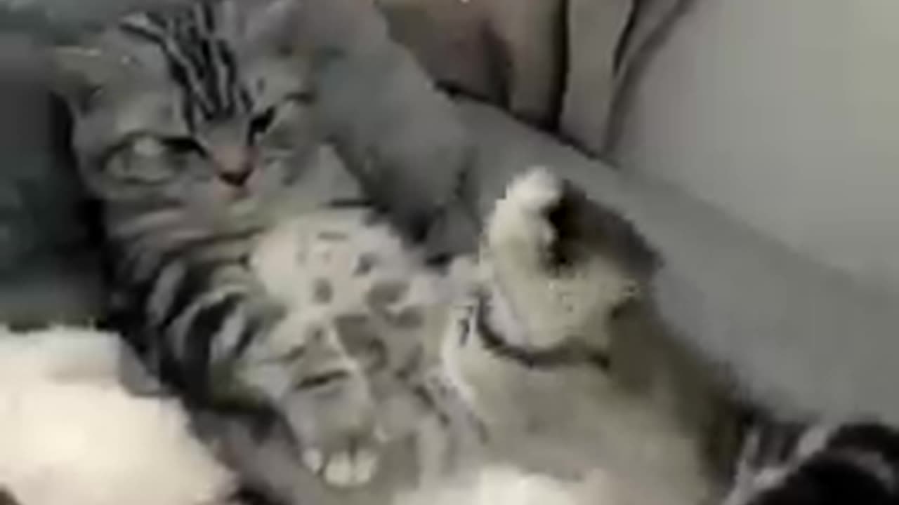 The cat was fall on the bed