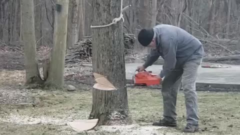 Tree Oopsie