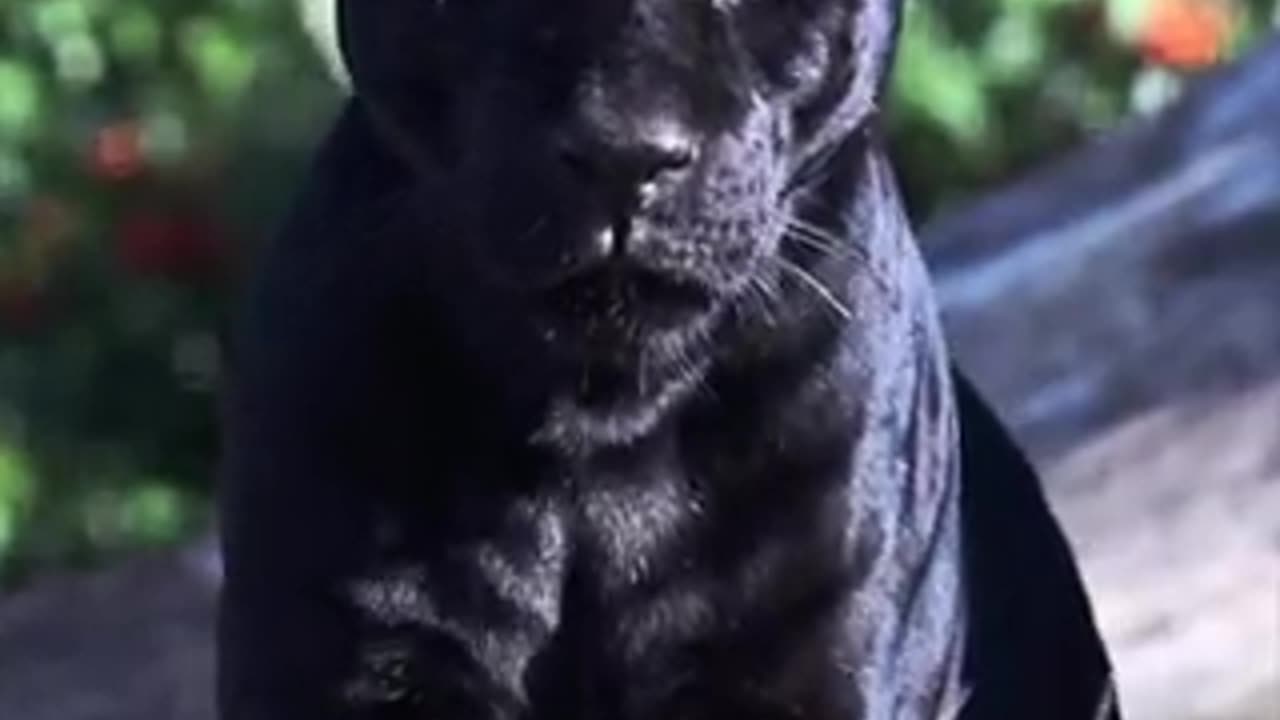 he perfection of black cat ...