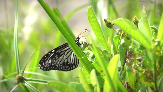 Butterfly video