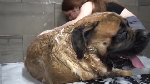 HUGE 200lbs Mastiff turns into a beached whale