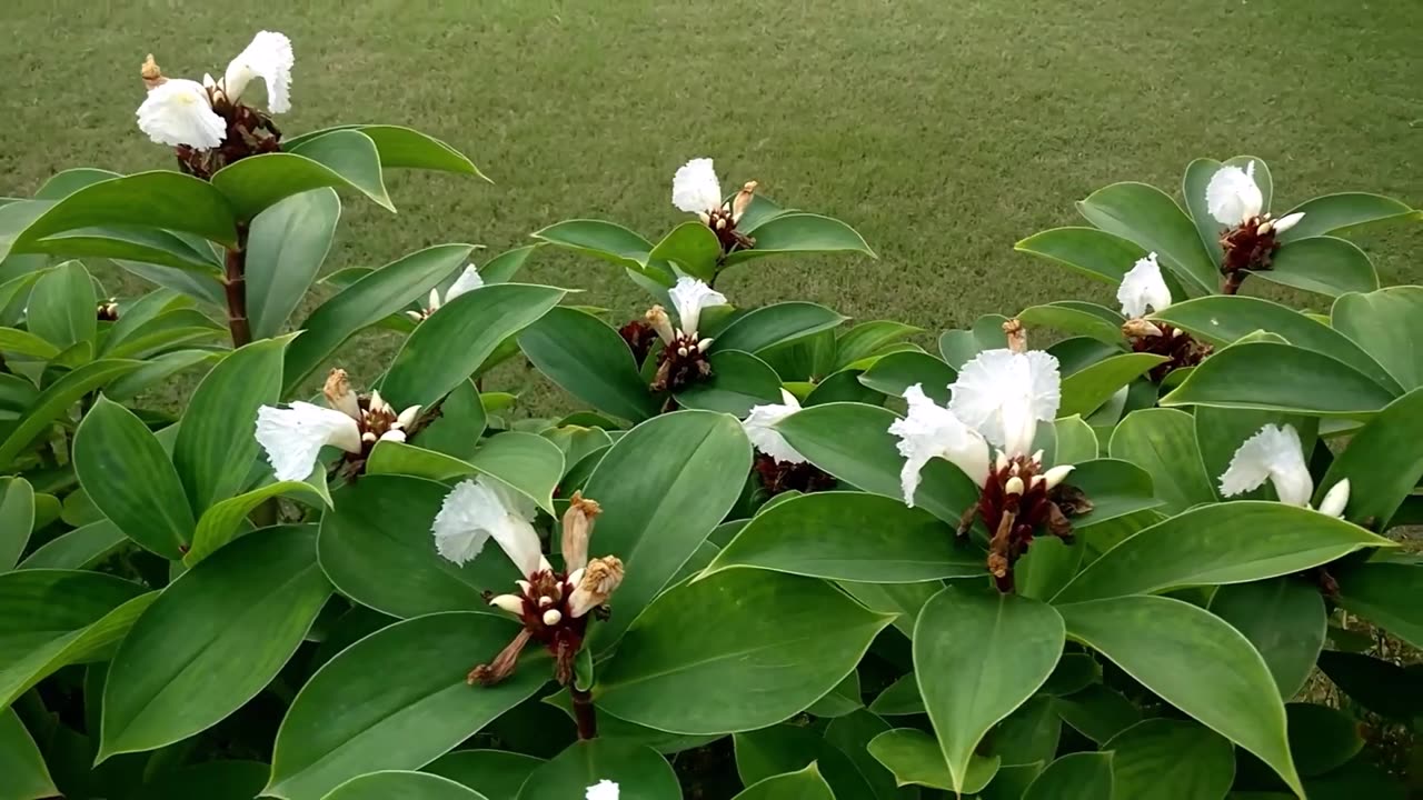 Costus Speciosus, Cheilocostus Speciosus Hardy Crepe Spiral Ginger