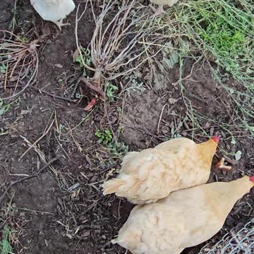 OMC! Are these hens competing or working together on this pizza crust? #hens #competition #shorts