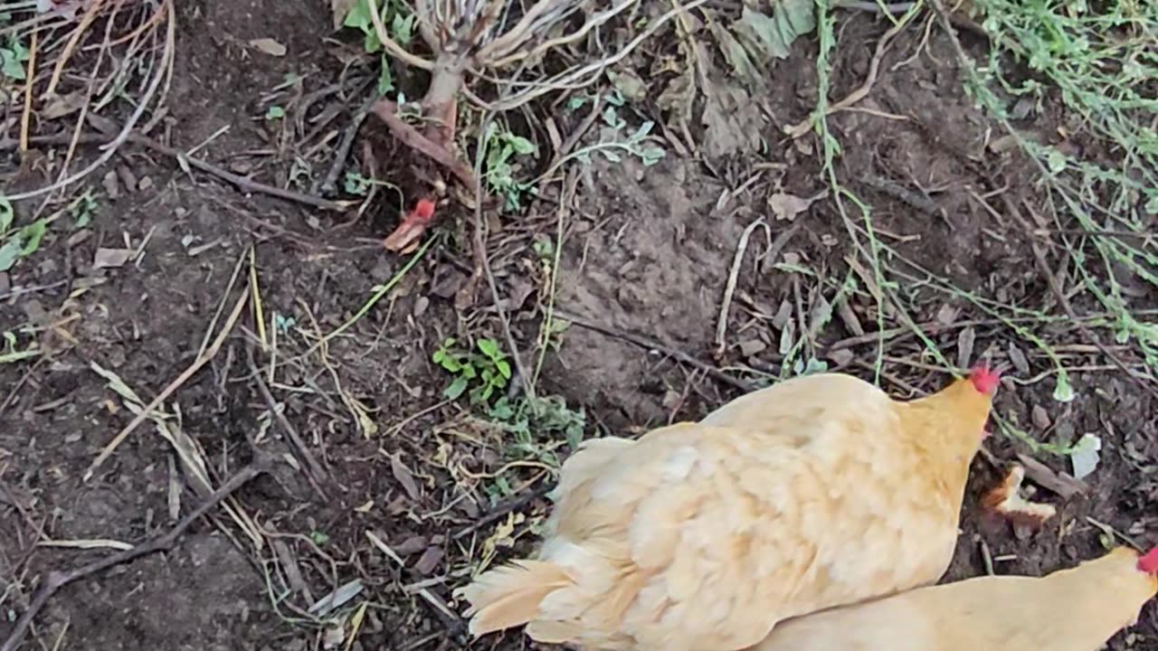 OMC! Are these hens competing or working together on this pizza crust? #hens #competition #shorts