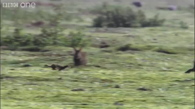 Stoat kills rabbit ten times its size - Life - BBC_Cut