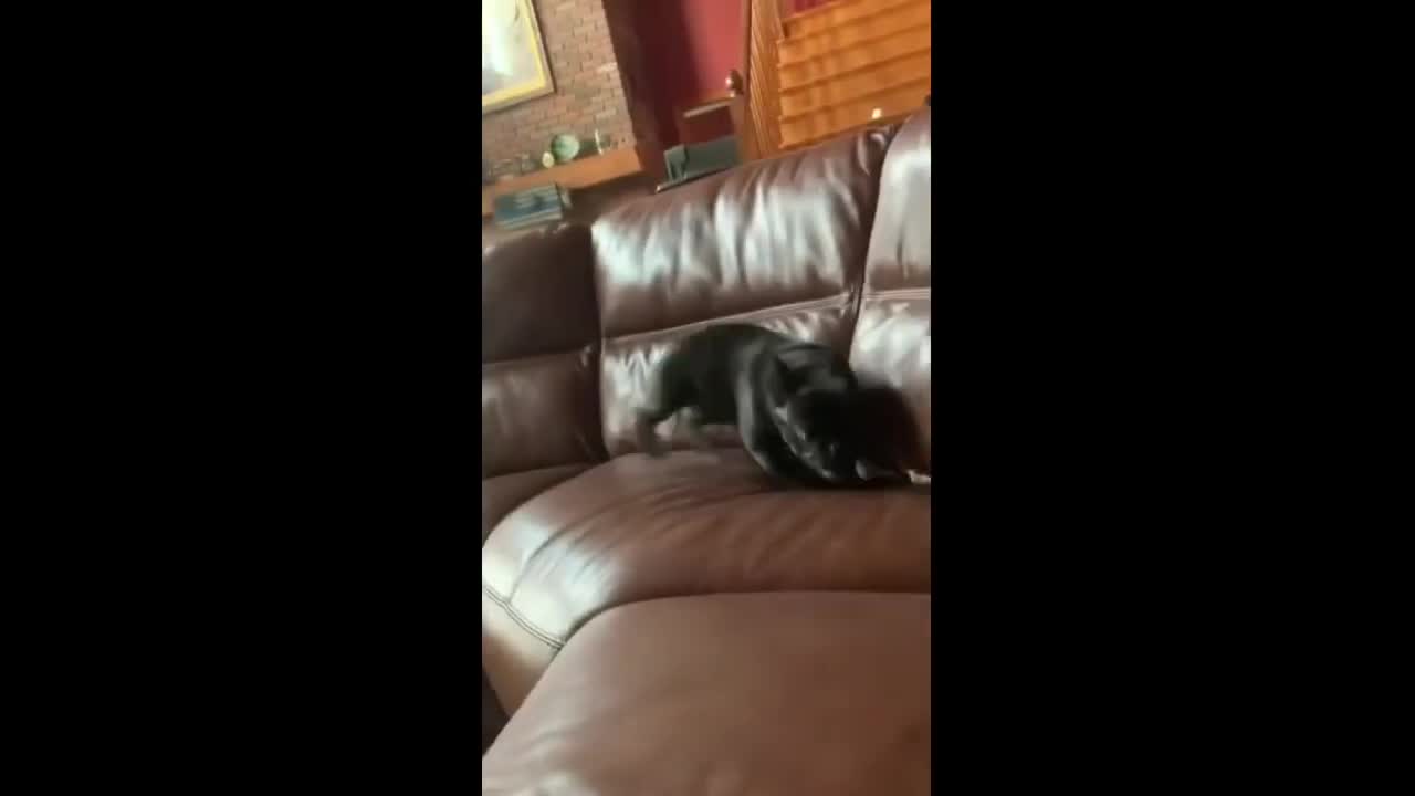 French Bulldog gets major case of zoomies